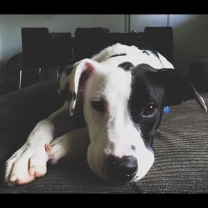 Meet your Posher, Rivan